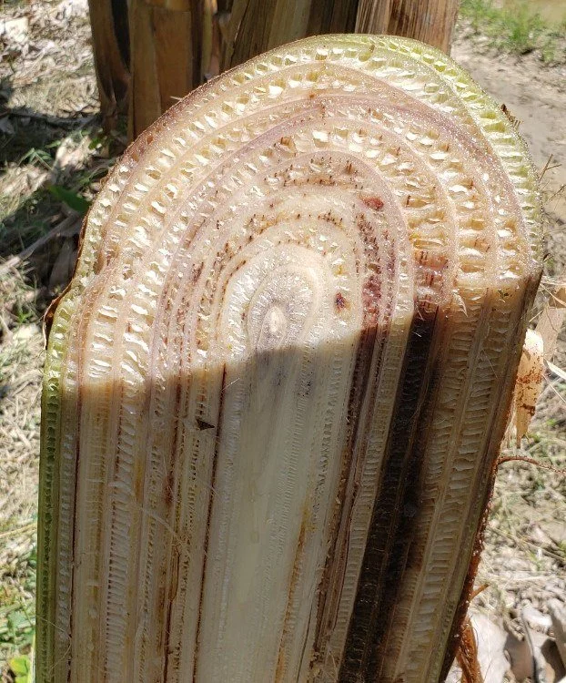 embrapa fungo foi eficiente contra duas doencas da bananeira 1