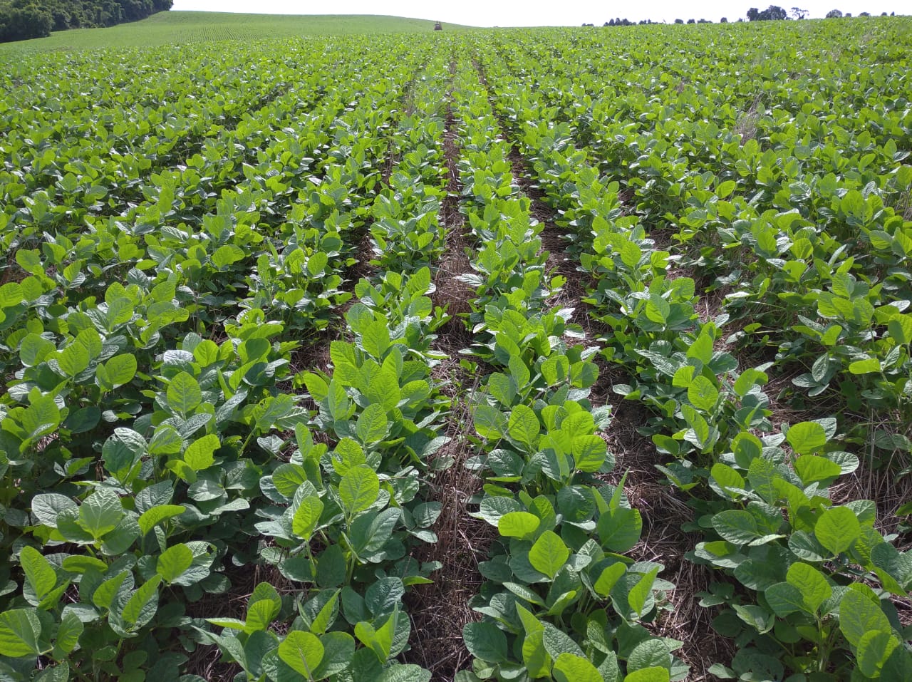 Xtendicam® oferece um poderoso manejo de ervas daninhas em soja;  veja 10…