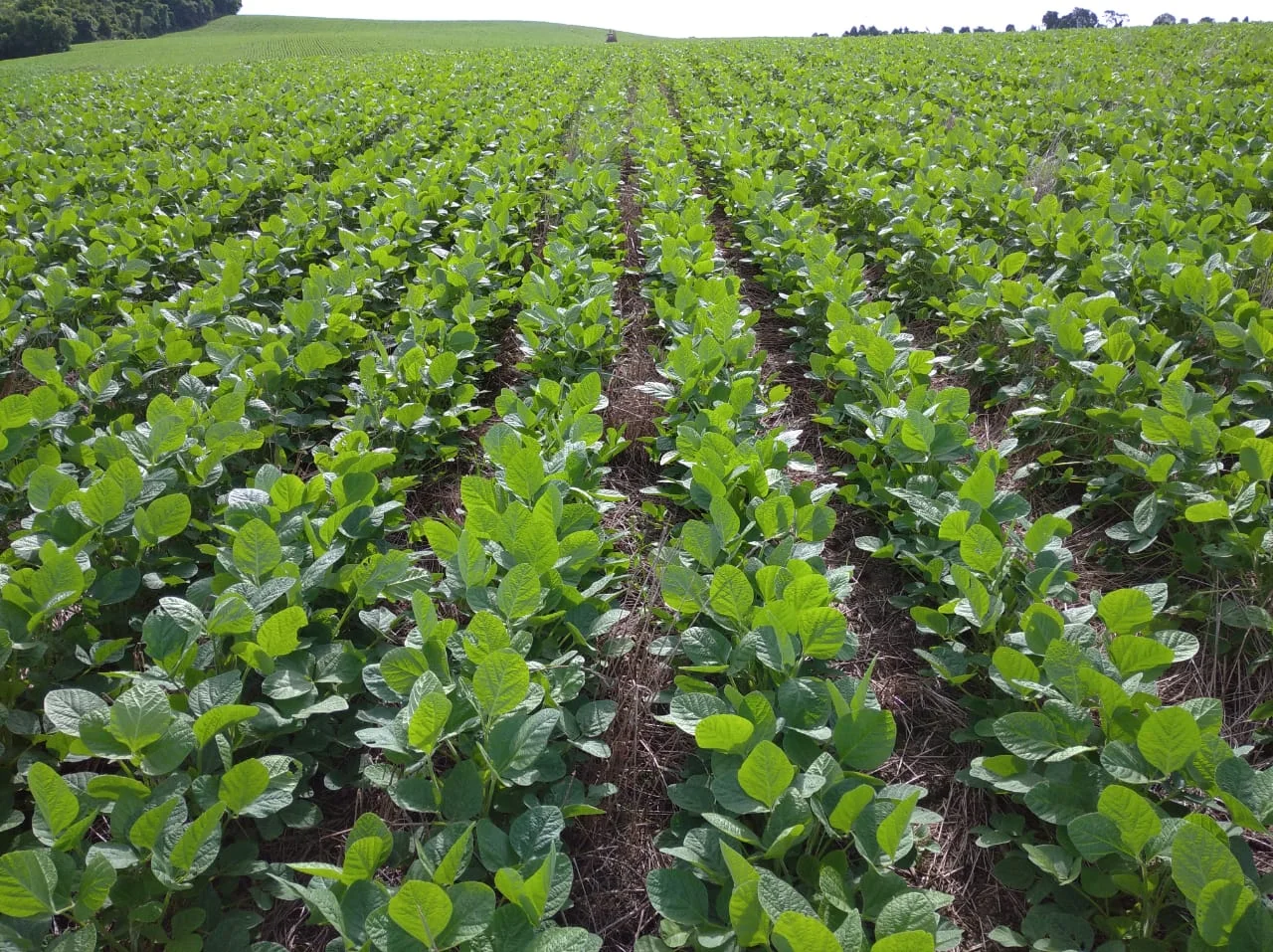 embrapa plantio direto pode aumentar em 11 a eficiencia do uso da agua em 4