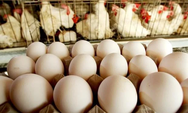 Entidades de produtos avícolas lançam carta aberta a candidatos eleitorais 20 ovo de galinha confinadas em gaiolas