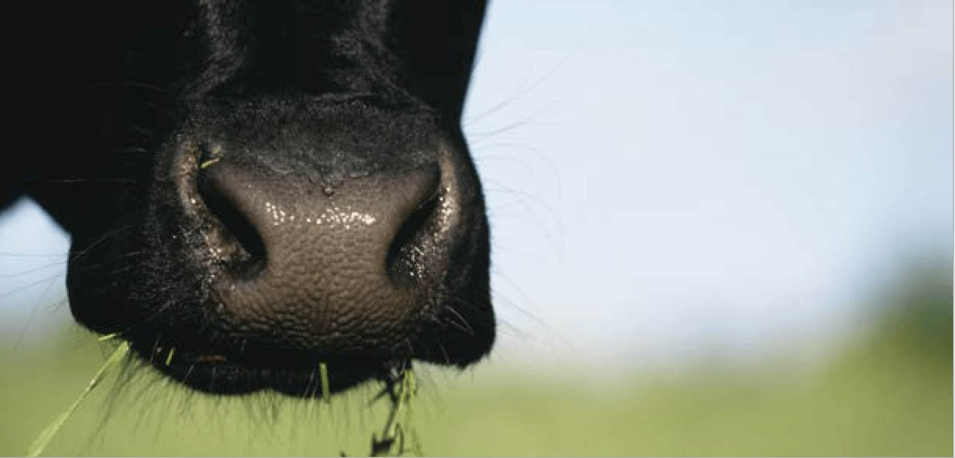 Estratégia de Suplementação Para a Estação Chuvosa ?