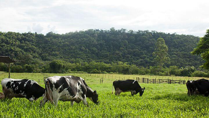 estresse por calor em bovinos leiteiros 1