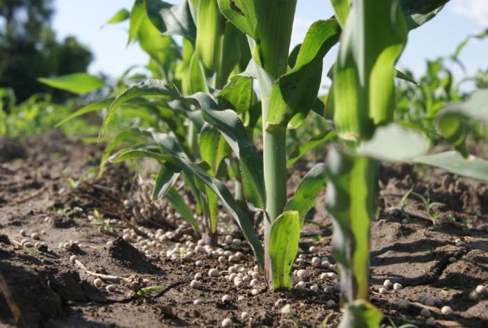Estudos mostram que adubação balanceada à base de nitrato pode aumentar a produtividade e reduzir as emissões de gases de efeito estufa