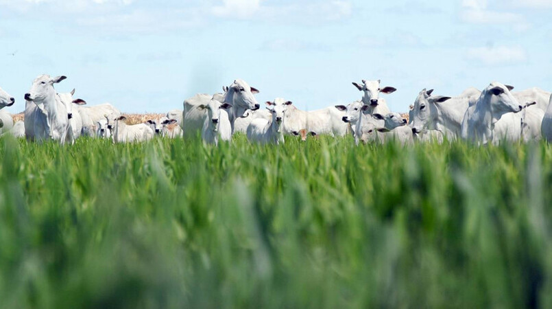 febre aftosa abalou o sul do brasil ha 22 anos