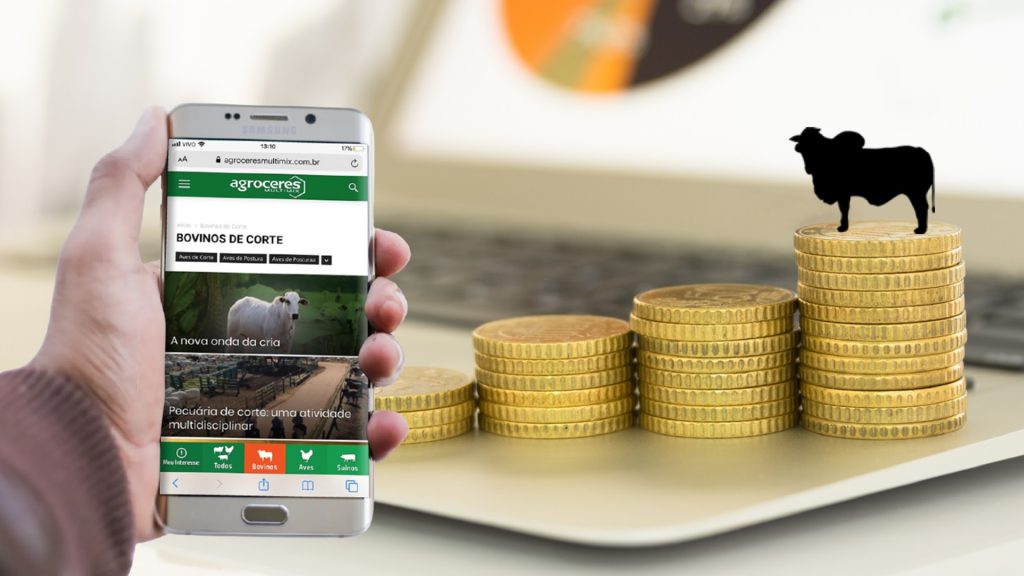 Foco da Gestão: O que preciso saber antes de investir em gado de corte?