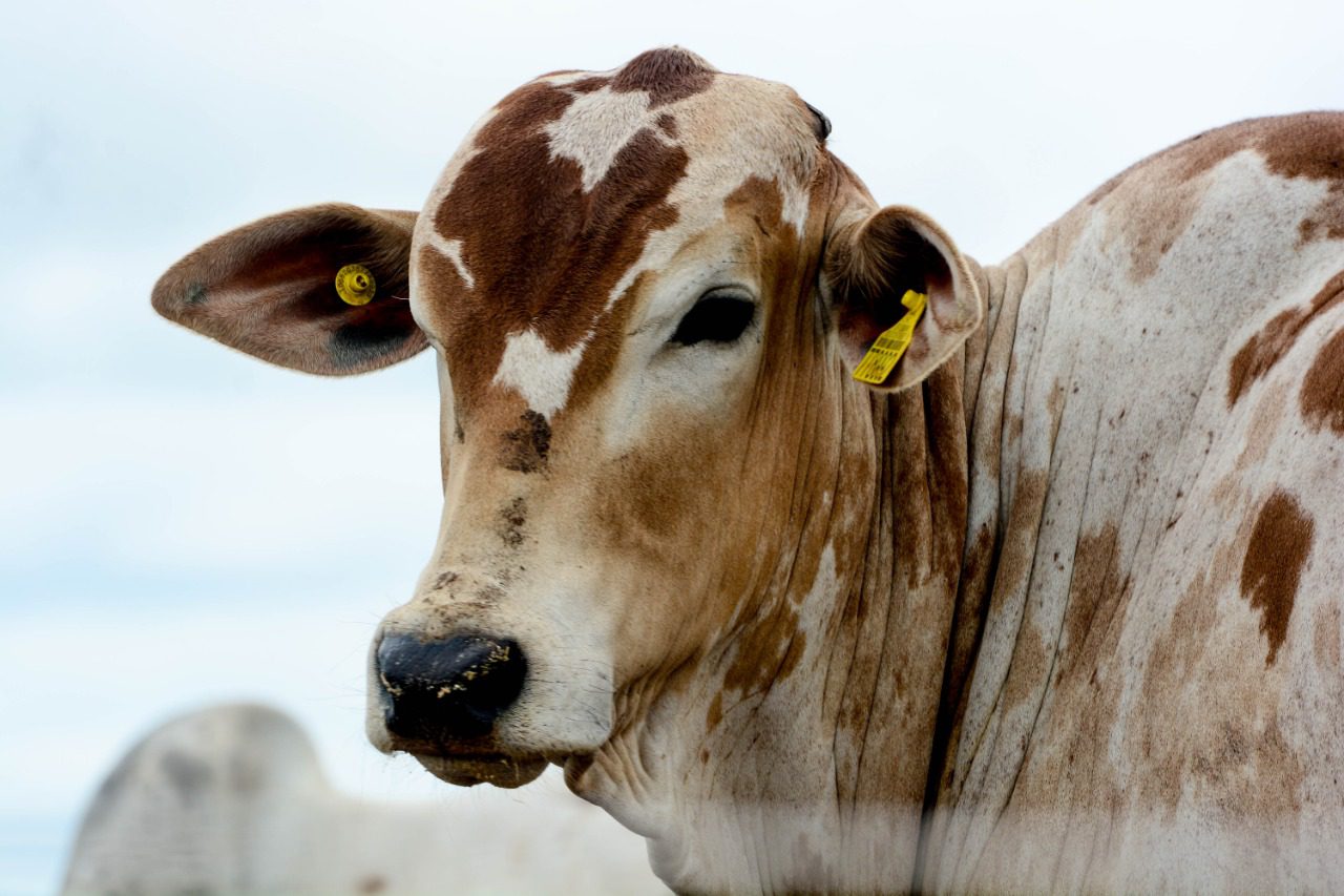 O mistério do boi gordo desaparecido: teto da entressafra a R$255/@!