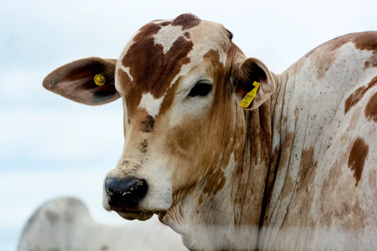 O mistério do boi gordo desaparecido: teto da entressafra a R$255/@! 13 frigorifico com divida de r 70 milhoes vai reabrir 4