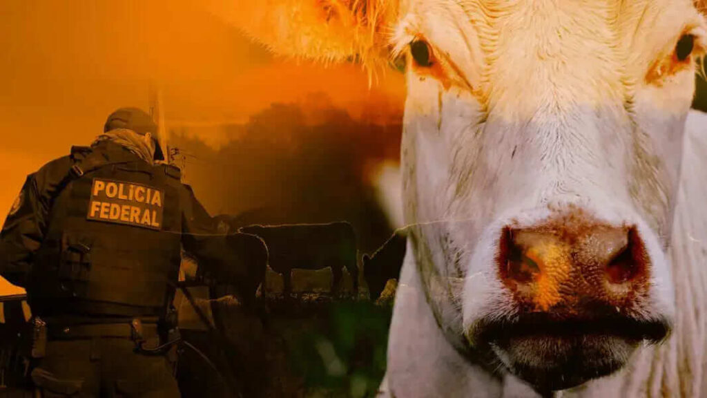 Gado Argentino Roubado é encontrado No Paraná 7 Gado Argentino Roubado é encontrado No Paraná