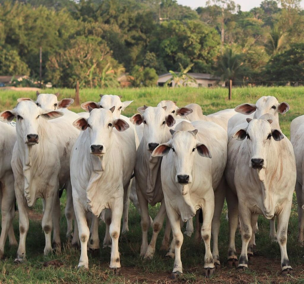 Gado na Entressafra Saiba Preparar e Vender ! 39 como vender gado
