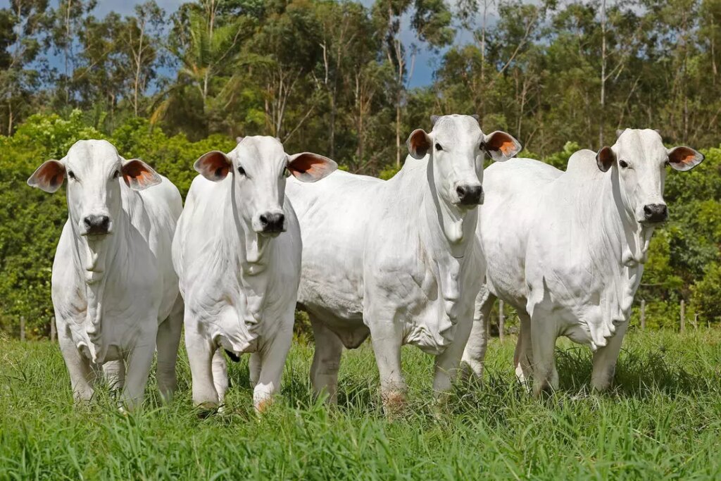 ILPF melhora resposta imunológica de novilhas Nelore 13 ilpf melhora resposta imunologica de novilhas nelore