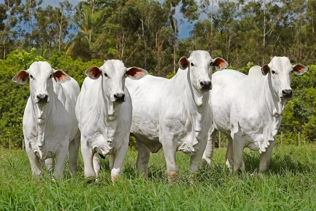 ilpf melhora resposta imunologica de novilhas nelore