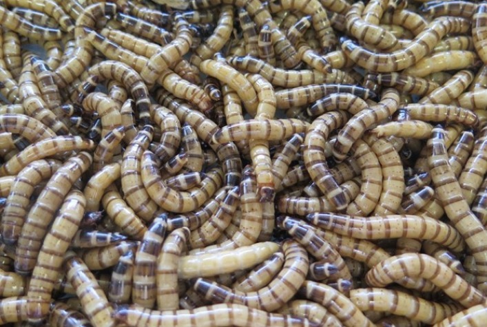 insetos ajudam a biodegradar plasticos 1