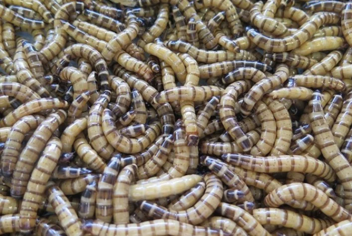 insetos ajudam a biodegradar plasticos 1