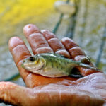 Lançada tecnologia inédita de sexagem precoce para pirarucu e tambaqui