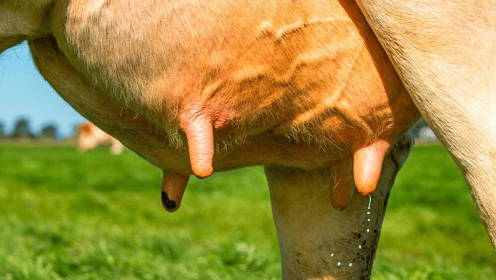 Mastite: 5 dicas fundamentais para evitar danos 2 mastite 5 dicas fundamentais para evitar danos 1