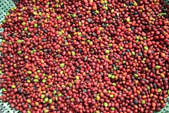 Mercado de insumos biológicos deve chegar a US$ 18,5 bilhões até 2026