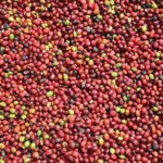 Mercado de insumos biológicos deve chegar a US$ 18,5 bilhões até 2026