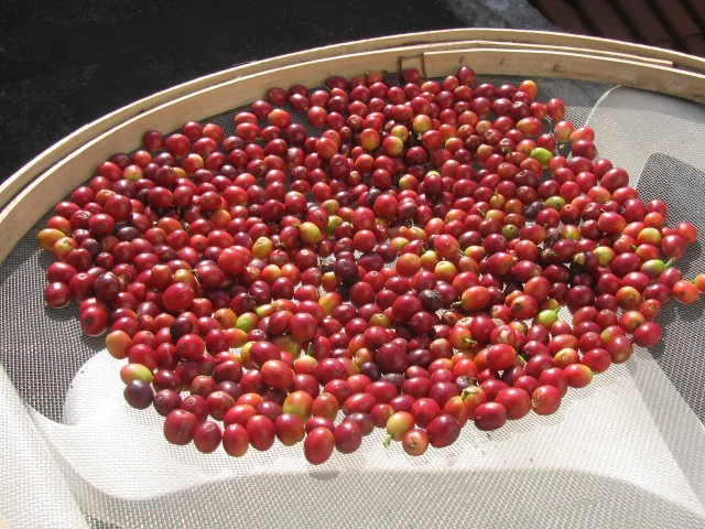 Mercado de insumos biológicos deve chegar a US$ 18,5 bilhões até 2026 8 mercado de insumos biologicos deve chegar a us 185 bilhoes ate 2026