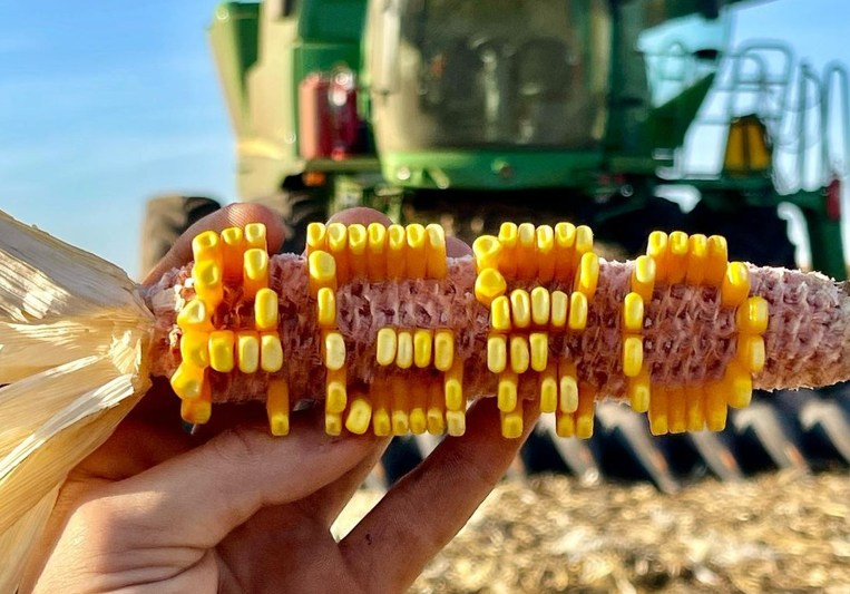 milho e o propulsor do agro com 1147 milhoes de toneladas