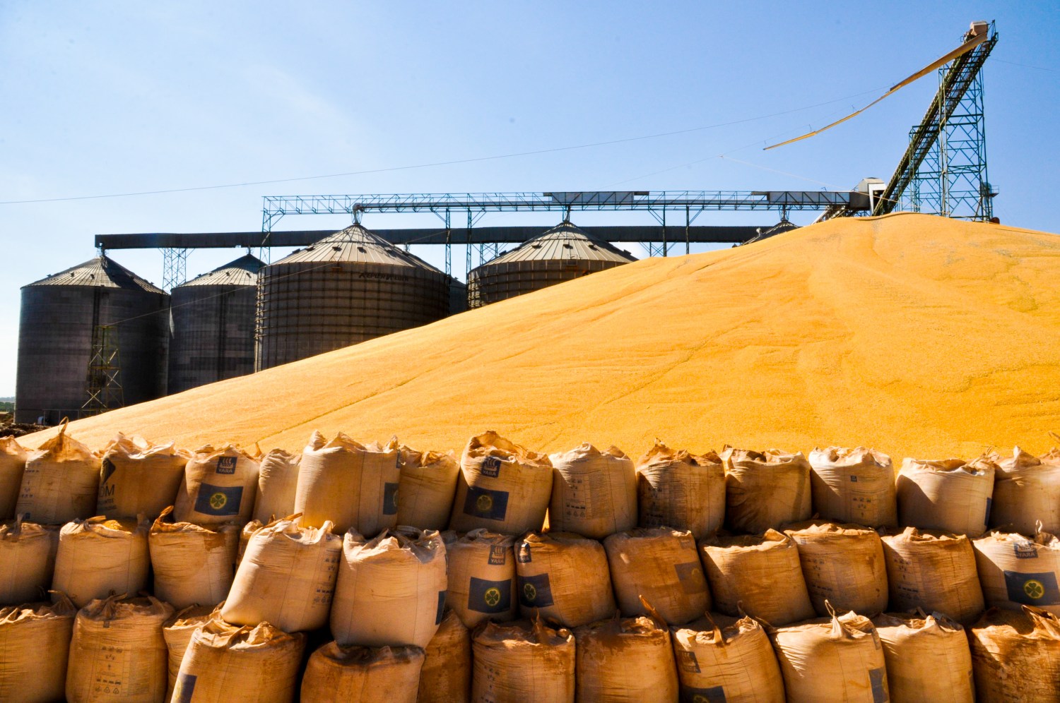 Milho “safrão” pode ter recorde de 87,4 milhões de t