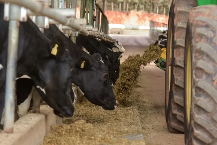 Mistura total na silagem de ração: alimentação de ruminantes 6 Ordenha e alimentação de vacas Fleckvieh com robôs