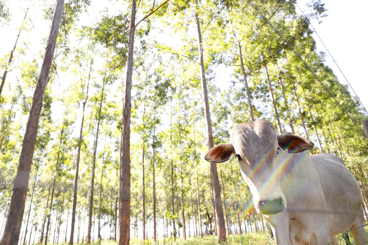 MS é líder na área de sistemas integrados de produção na agricultura