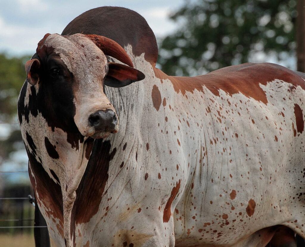 Nelore Pintado Esta Super Valorizado Por que ? 6 Os melhores do Nelore em 2022, em São Paulo