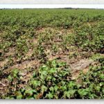 nematoides causam mais de 50 de perdas nas lavouras de soja e algodao no oeste da bahia