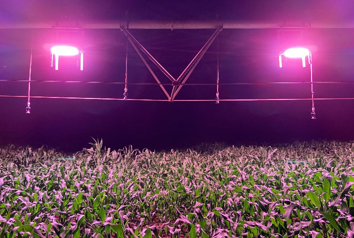 Nortel anuncia entrada no agro com solução para suplementação leve em parceria com Signify (Philips) e Esalq/USP