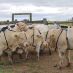 Nova metodologia mede a emissão de metano em pecuaristas