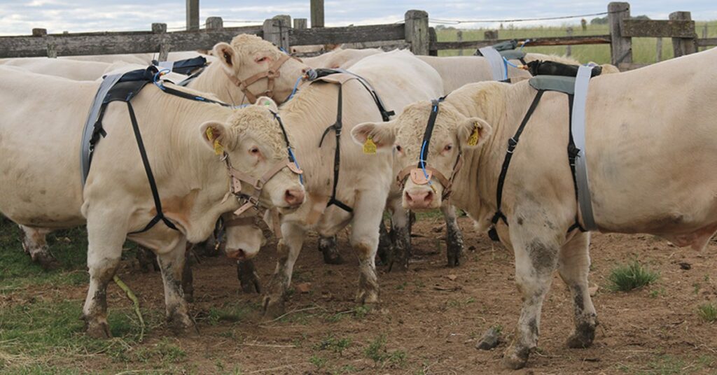 Nova metodologia mede a emissão de metano em pecuaristas • Portal DBO 15 nova metodologia mede a emissao de metano em pecuaristas portal dbo