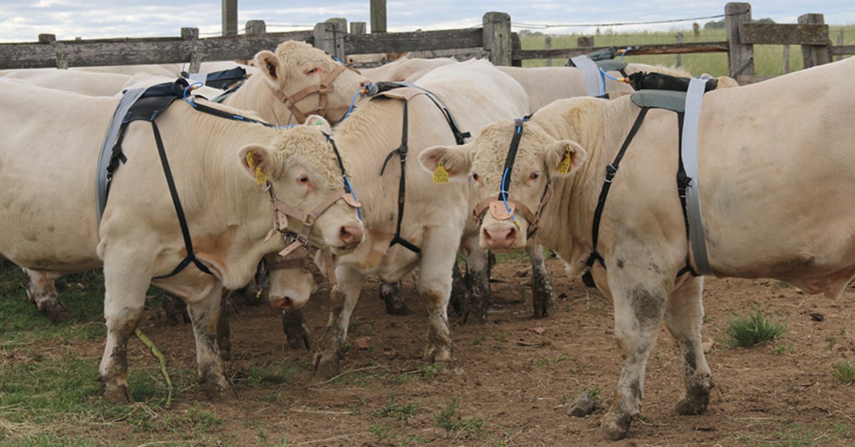 Nova metodologia mede a emissão de metano em pecuaristas • Portal DBO