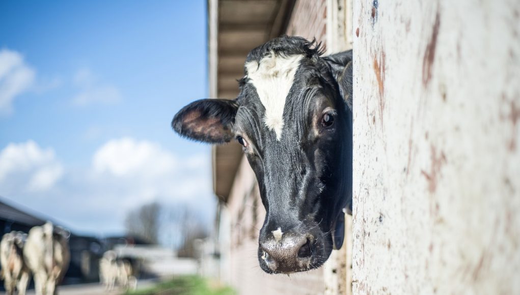 Nutrição mineral injetável quando usar e quais os benefícios