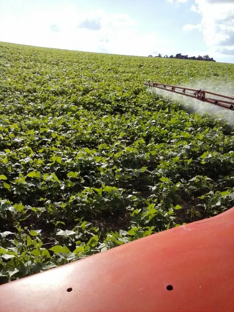 O fungicida carbendazim é permanentemente proibido para fins agrícolas no Brasil,... 2 o fungicida carbendazim e permanentemente proibido para fins agricolas no brasil