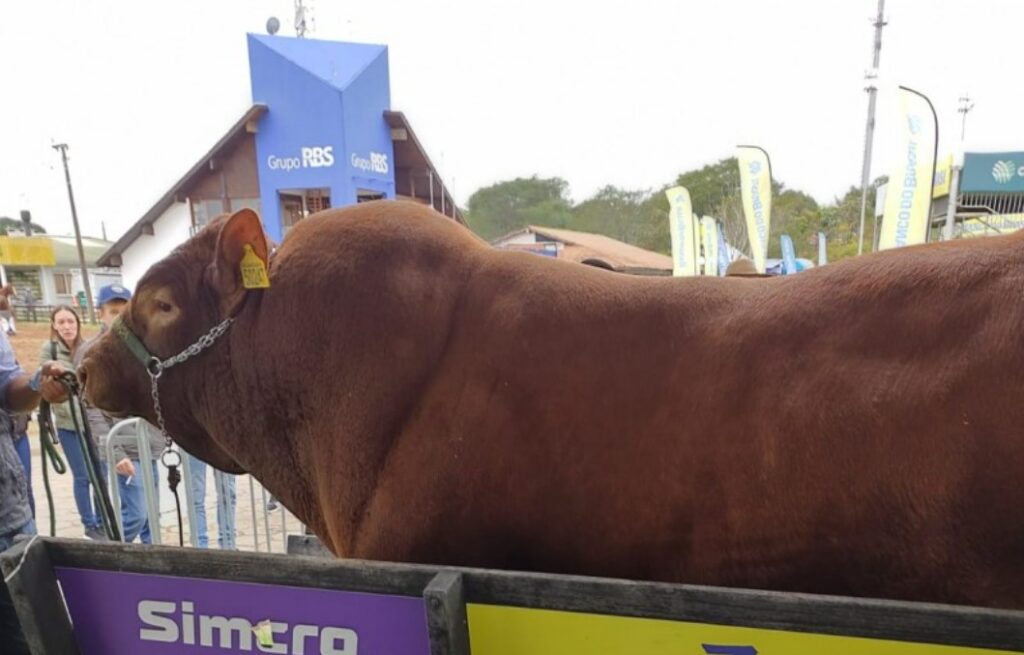 o guardian bull e o mais pesado com 1 330 kg video