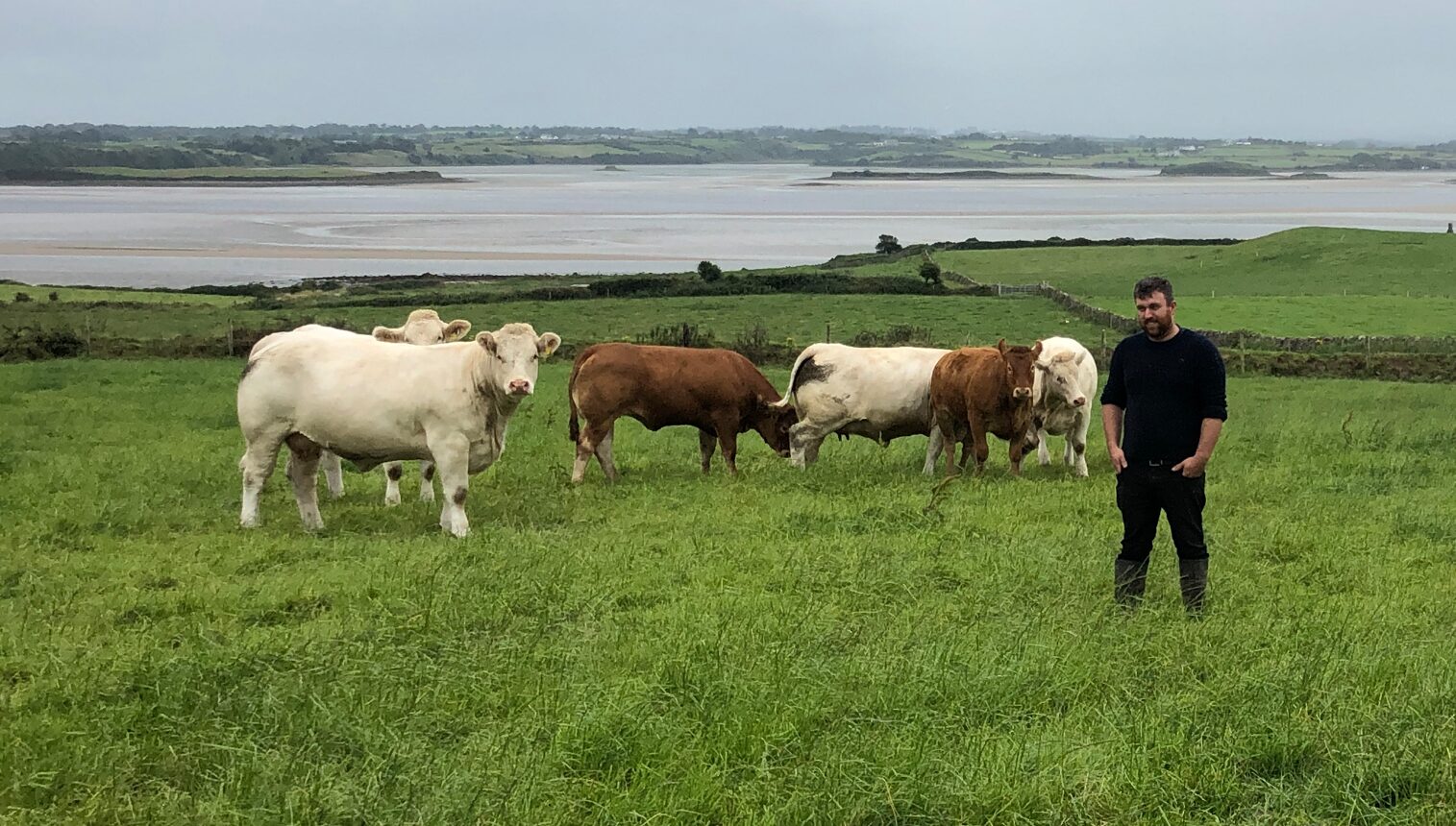 pedigree de 135 vacas e fazenda comercial de aleitamentos sligo 1