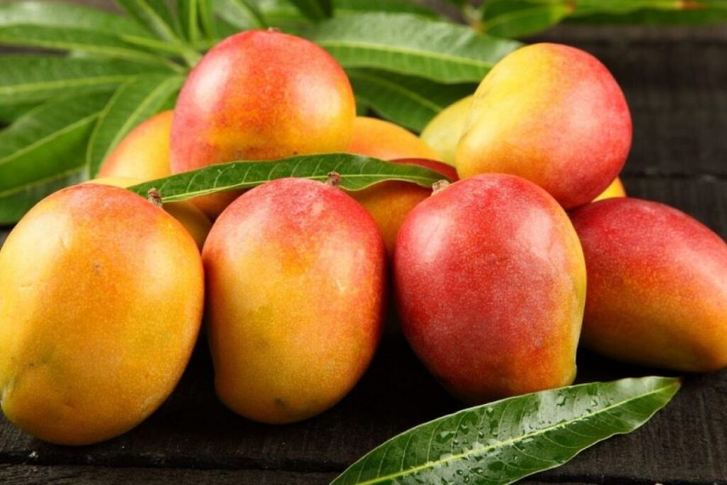 Pesquisa ajuda a identificar, pelo aroma, mangas com colheita equilibrada 15 Manga para exportação gera mais lucro para o produtor, mas exige investimento e atenção