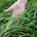 pesquisadores desenvolvem cultivar de azevem mais produtiva 2