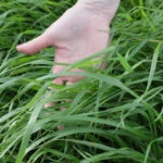 Pesquisadores desenvolvem cultivar de azevém mais produtiva 2 pesquisadores desenvolvem cultivar de azevem mais produtiva 2