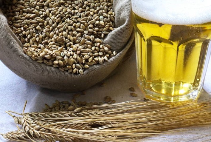 pesquisadores discutem como superar os desafios da producao de cevada no brasil