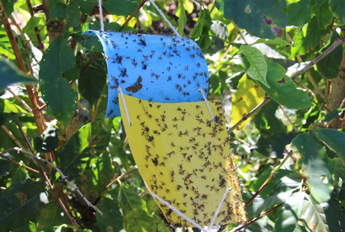 Pesquisadores sequenciam o genoma do bicho-mineiro do café
