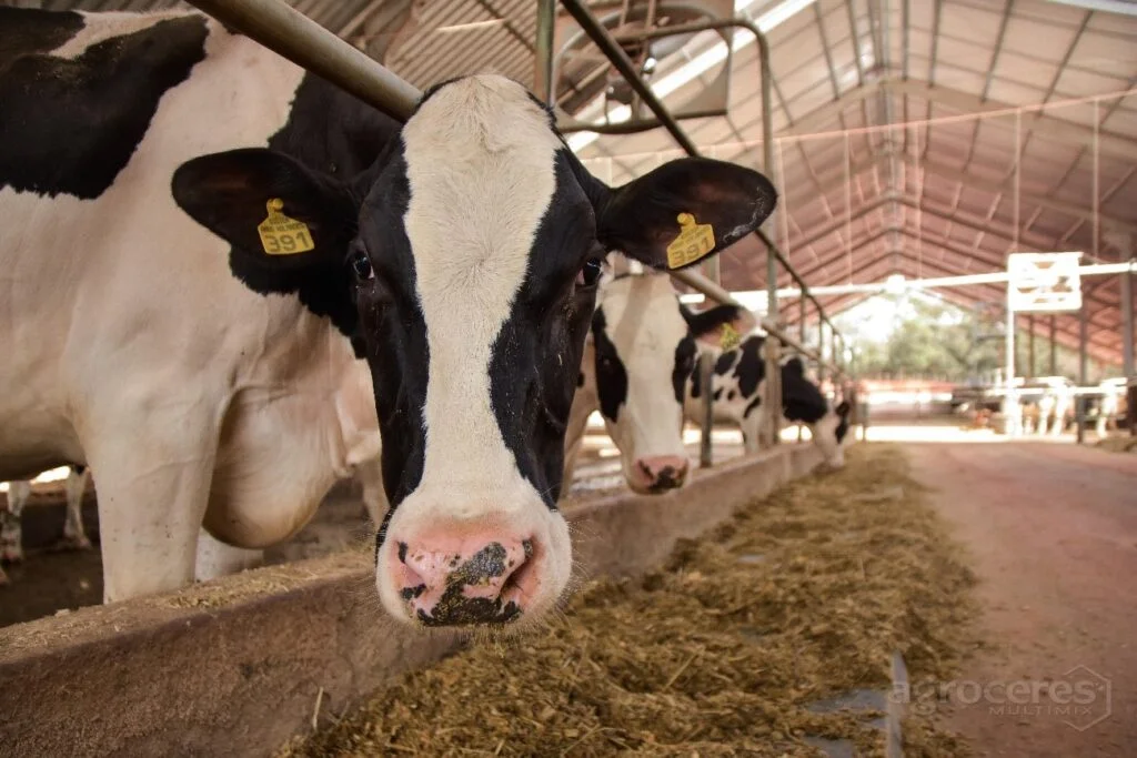 Pós-parto: manejo nutricional para o sucesso da lactação 4 pos parto manejo nutricional para o sucesso da lactacao 1