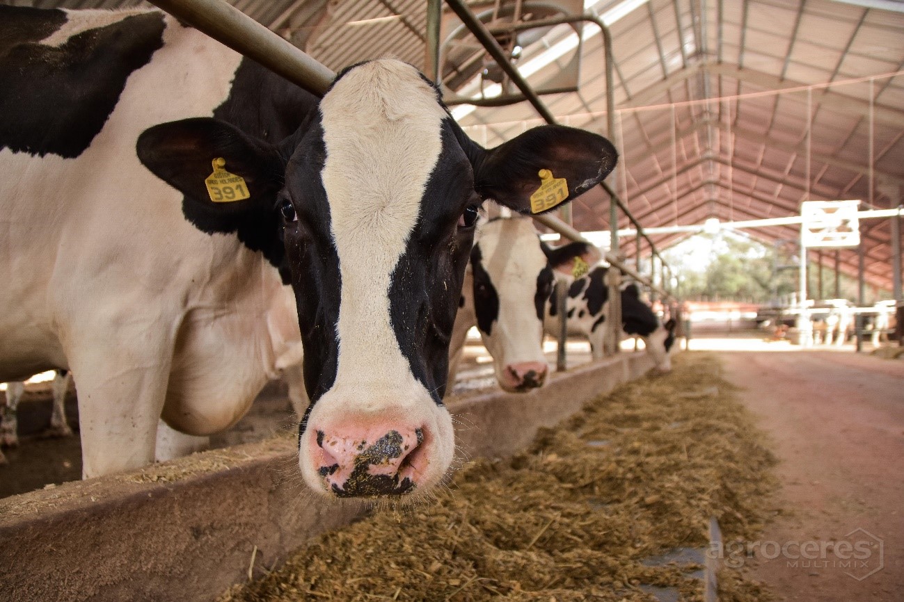 Pós-parto: manejo nutricional para o sucesso da lactação