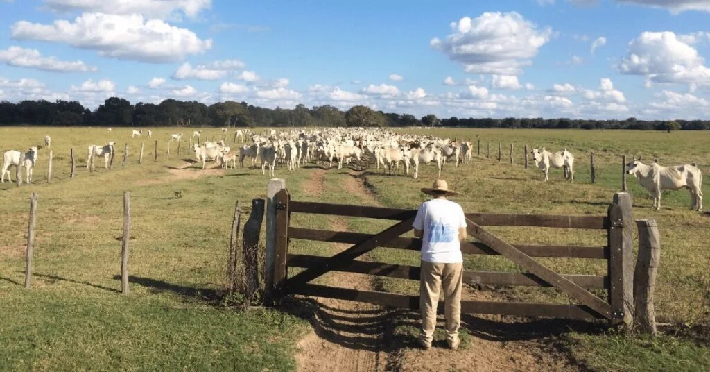 Semana termina com nova rodada de baixas de gado vivo em importantes mercados brasileiros • Portal DBO 3 preco do boi gordo paulista recua r 10 ao longo da semana e fica em r 270 no prazo portal dbo 3