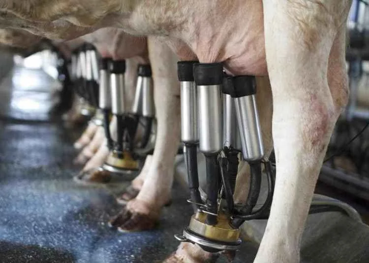 Preços pagos aos produtores catarinenses de leite e trigo são destaques 2 CompreRural.com