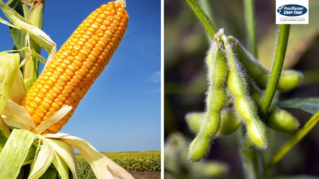 Pro Farmer registra menores rendimentos de soja e milho no oeste e leste... 13 Novo inseticida tem 'poder supremo' contra percevejos de soja e milho