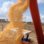 Produção de grãos pode chegar a 308 milhões de toneladas, impulsionada pela boa rentabilidade de milho, soja e algodão