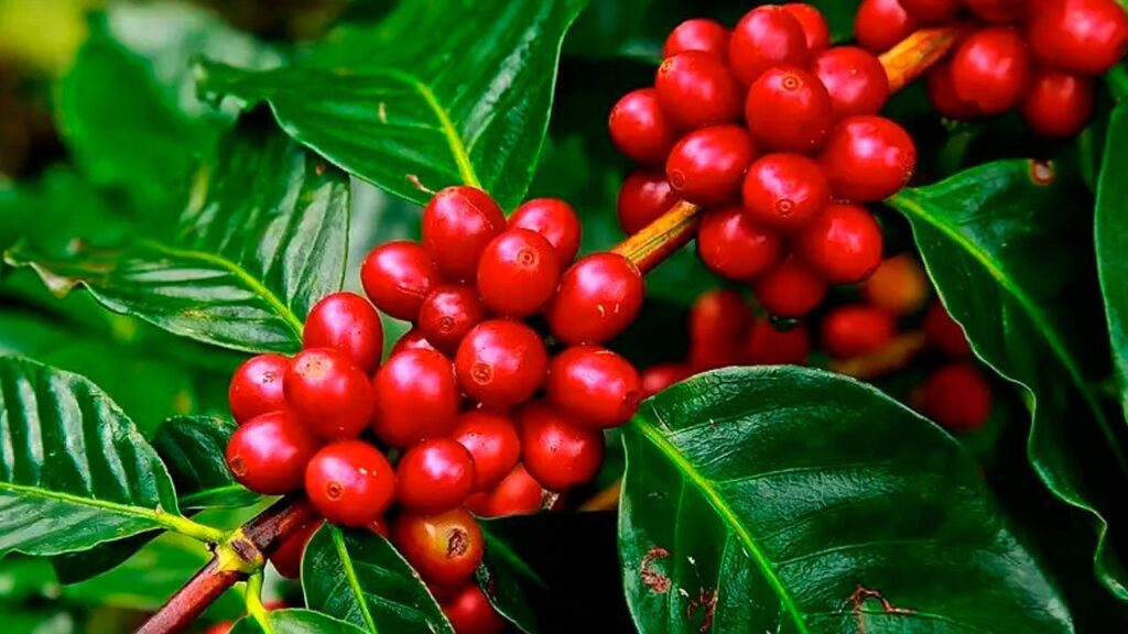Confira produção mundial de café 6 Produtora de café investe em irrigação
