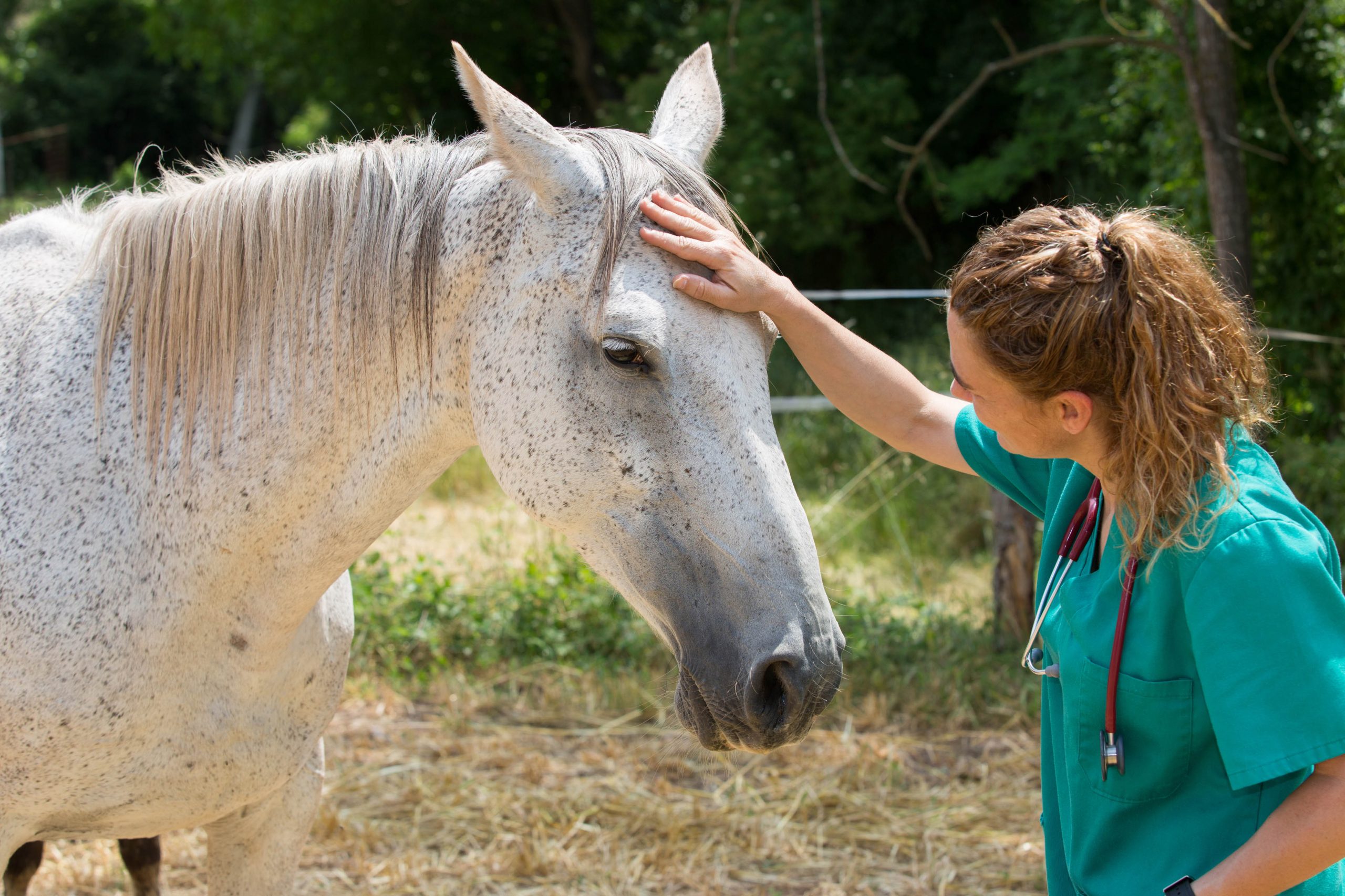 Púrpura Hemorrágica em Cavalos – O que é e quais são os sinais Clínicos?