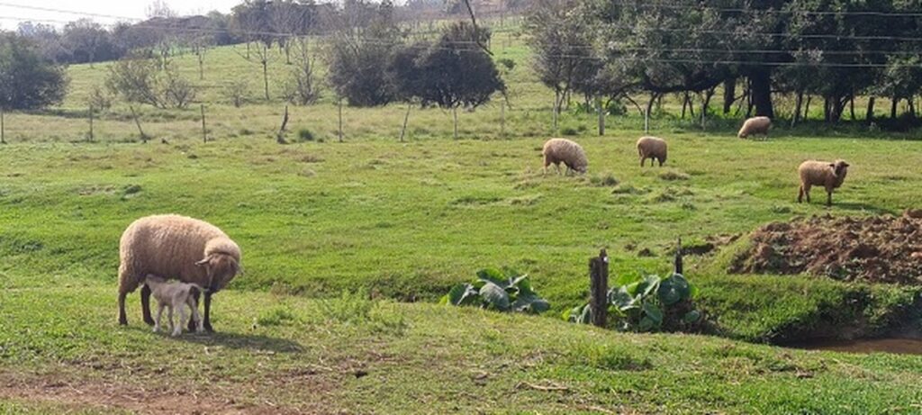 quando os cordeiros nascem os cuidados com a saude sao essenciais